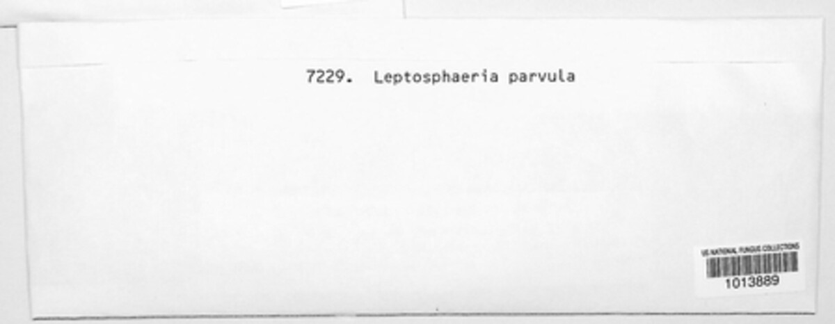 Leptosphaeria parvula image